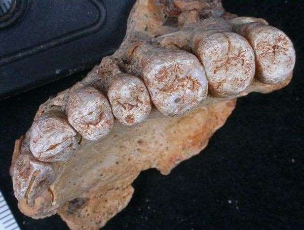 Un fossile trouvé en Israël remet à plat l’histoire de l’homme moderne