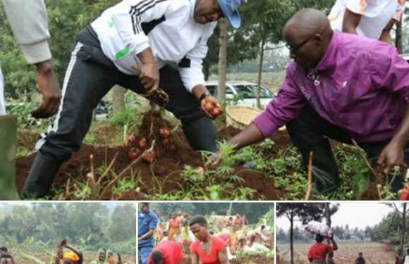 Le Président Nkurunziza récolte des pommes de terre avec des agriculteurs …