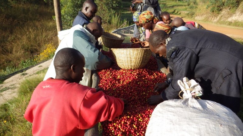 La Confédération Nationale des Associations des Caféiculteurs du Burundi (CNAC) informe d’une production de café à venir de plus de 15.000 tonnes