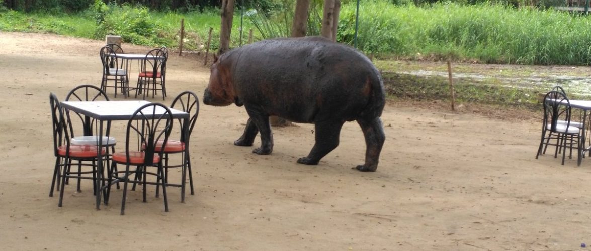 L’Office Burundais pour la Protection de l’Environnement évoque le conflit prégnant entre l’Homme et l’Hippopotame à Bujumbura