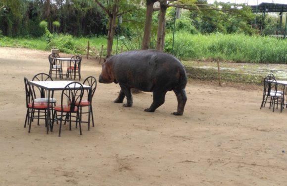 L’Office Burundais pour la Protection de l’Environnement évoque le conflit prégnant entre l’Homme et l’Hippopotame à Bujumbura