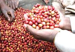 Campagne-café: le Burundi attend plus de 15000 tonnes de café cerise