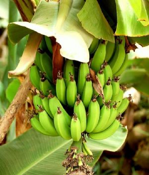 Burundi : une maladie bactérienne affecte des plantations de bananes