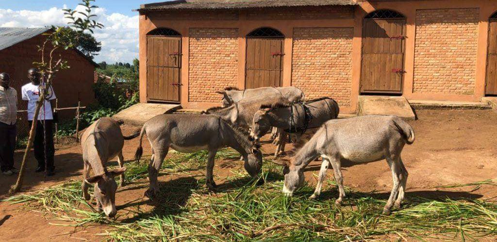 Visite en grandes pompes d’un important projet d’élevage d’ânes, financé par l’Ambassade de France au Burundi, le message en est-il subtil ?