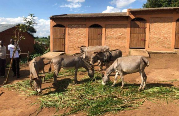 Visite en grandes pompes d’un important projet d’élevage d’ânes, financé par l’Ambassade de France au Burundi, le message en est-il subtil ?