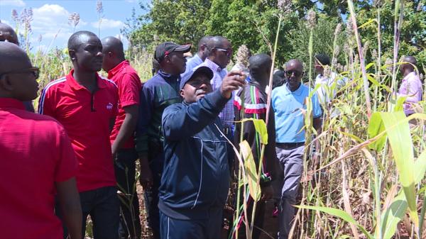 Brarudi et l’exploitation du Sorgho blanc -urubere – emploie plus de  10.000 familles d’agriculteurs à Cankuzo