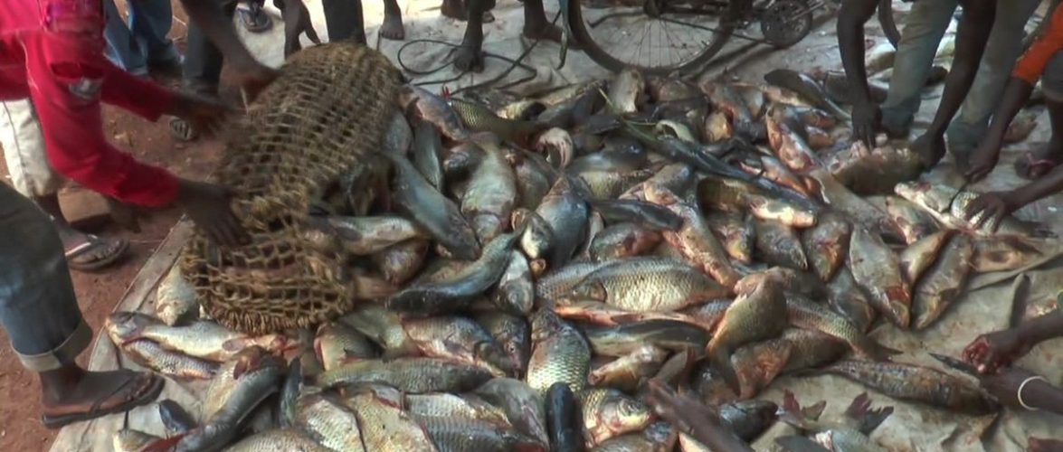 Lac Rweru: augmentation de la production de poissons, un des impacts du projet LVMP II