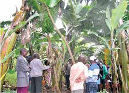 Valorisation de la banane : bientôt une unité de transformation de la banane en jus gazeux, bière et vin dans la région de Moso