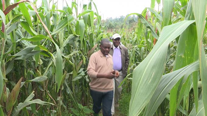 Matongo: 5000 hectares de maïs hybrides en passe d’être cultivés