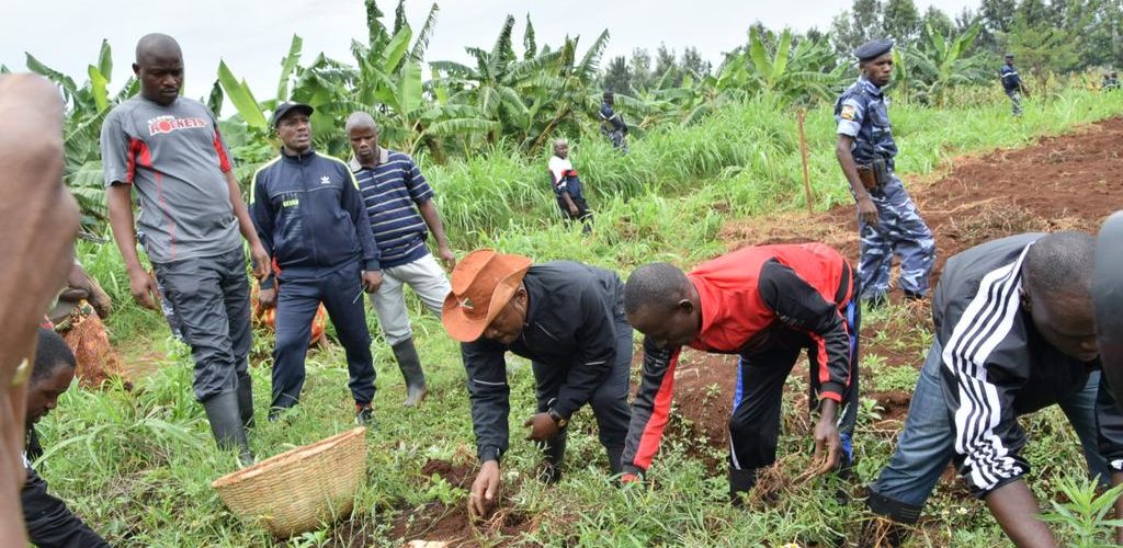 Le Président du Burundi récolte les patates douces au agro-pastoral de Rutanga