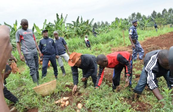 Le Président du Burundi récolte les patates douces au agro-pastoral de Rutanga