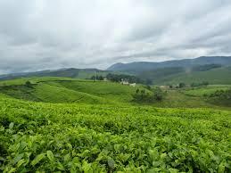 Le ministère de l’agriculture satisfait de la production caféicole