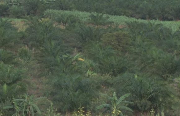 La Commune de Gisuru se dote d’une usine de transformation de palmiers à huile