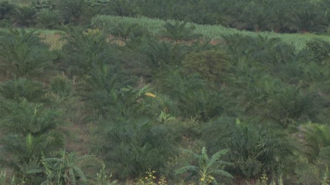 La Commune de Gisuru se dote d’une usine de transformation de palmiers à huile