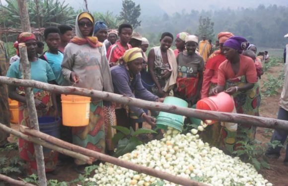 Burundi : Les  Imbonerakure,  Bakenyererarugamba, et Bagumyabanga de la coopérative Sangwe récoltent leurs aubergines, pommes et maracuja