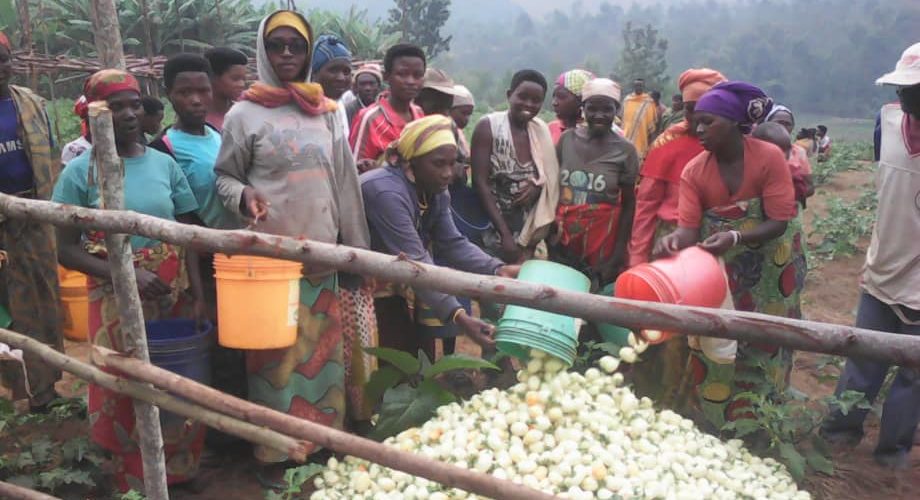 Burundi : Les  Imbonerakure,  Bakenyererarugamba, et Bagumyabanga de la coopérative Sangwe récoltent leurs aubergines, pommes et maracuja