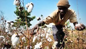 Burundi/Brésil : Coopération pour accroître la production du coton
