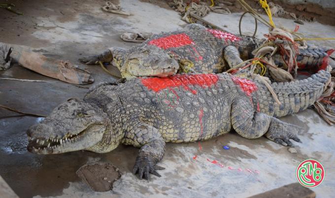 OBPE: remise de deux crocodiles au delta de la Rusizi
