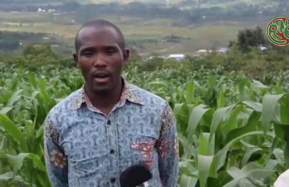 Le BPEAE de NGOZI pousse à cultiver des haricots volubiles / Burundi