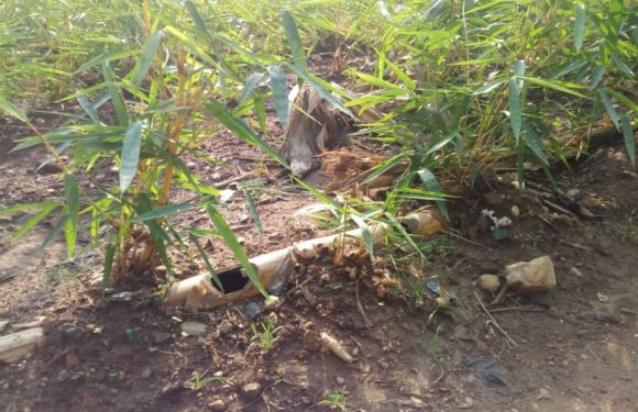 Planter 500 bambous par colline dans tout BUBANZA / BURUNDI