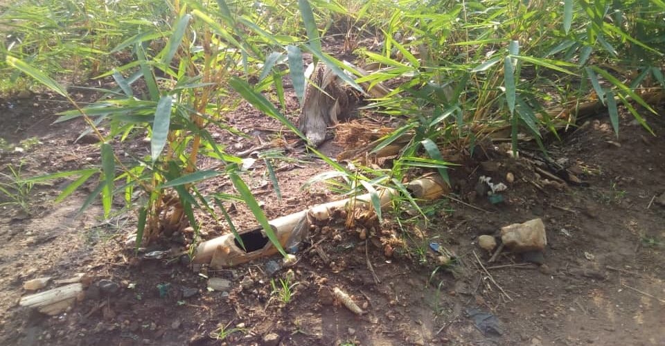 Planter 500 bambous par colline dans tout BUBANZA / BURUNDI