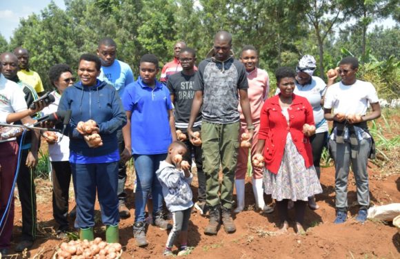 Bonne récolte de pommes de terre chez Feu NKURUNZIZA , NGOZI / BURUNDI