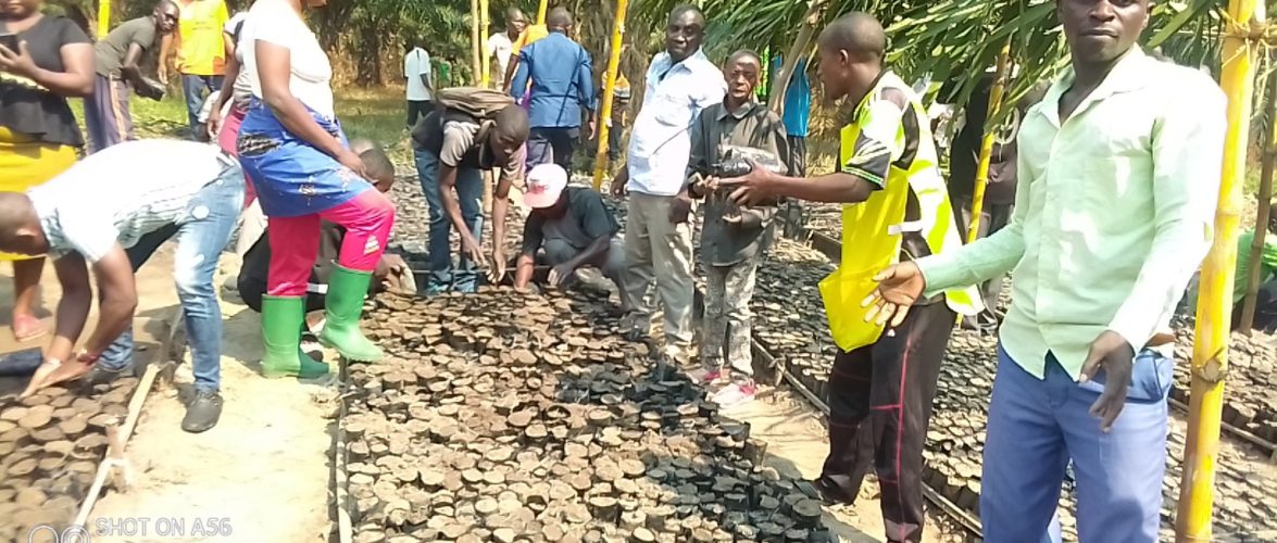 TRAVAUX DE DEVELOPPEMENT COMMUNAUTAIRE – Planter des arbres sur la colline MUSENYI, en commune MPANDA, BUBANZA / BURUNDI