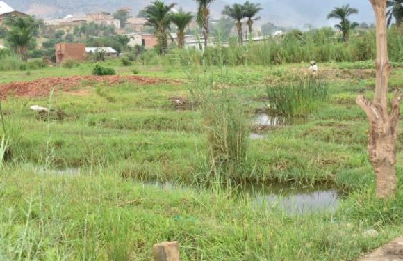 Sites Nyabugete et Gisyo : la viabilisation n’a pas respecté les zones humides