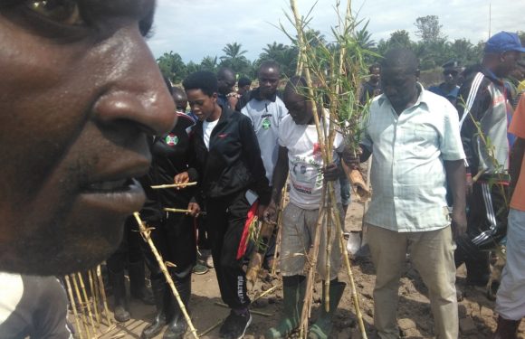 TRAVAUX DE DEVELOPPEMENT COMMUNAUTAIRE – Planter des bambous le long de la rivière GIFURWE à MPANDA,  BUBANZA / BURUNDI