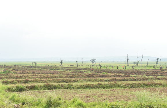BURUNDI : La Coopérative d’Investissement Agropastoral – CIAP à RUGOMBO / CIBITOKE