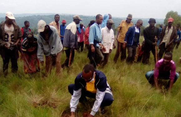 BURUNDI : TRAVAUX DE DEVELOPPEMENT COMMUNAUTAIRE –  Planter 12.000 plants d’eucalyptus à RUTEGAMA / MURAMVYA