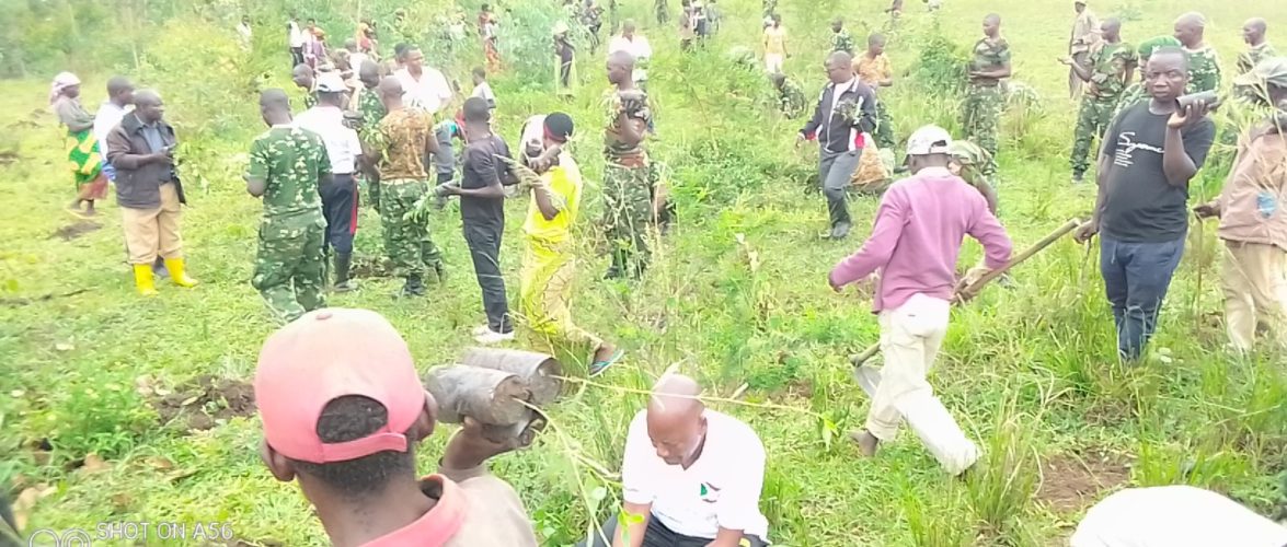 BURUNDI : TRAVAUX DE DEVELOPPEMENT COMMUNAUTAIRE – 6.000 arbres plantés sur la colline MUDUBUGU, GIHANGA / BUBANZA