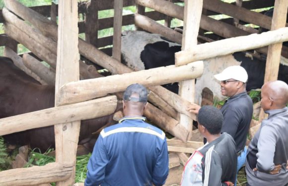 BURUNDI : Visite d’une ferme de taureaux à NDORA, BUKINANYANA / CIBITOKE