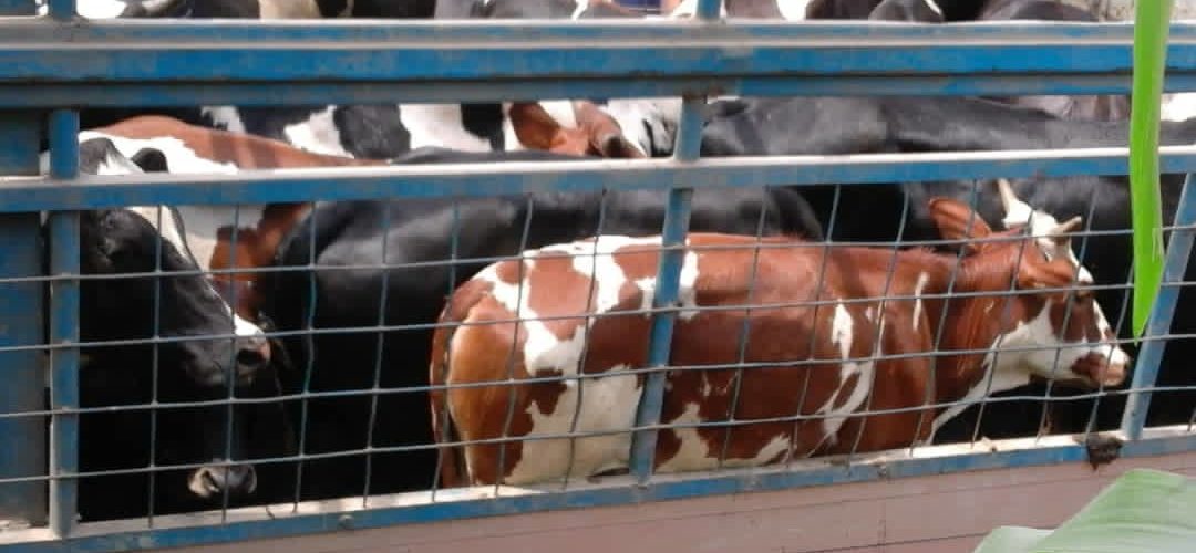 BURUNDI : 400 vaches de race améliorées distribuées à CIBITOKE