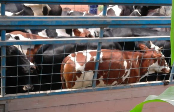 BURUNDI : 400 vaches de race améliorées distribuées à CIBITOKE