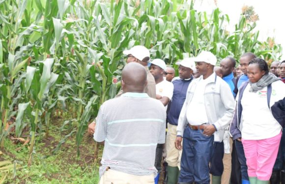 BURUNDI : Un champ de maïs d’une superficie de 11 ha à RABIRO / KAYANZA