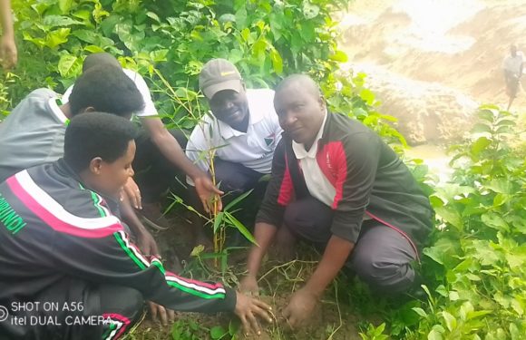 BURUNDI : TRAVAUX DE DEVELOPPEMENT COMMUNAUTAIRE – Planter des bambous sur la rivière KANYAMIGOGO / BUBANZA