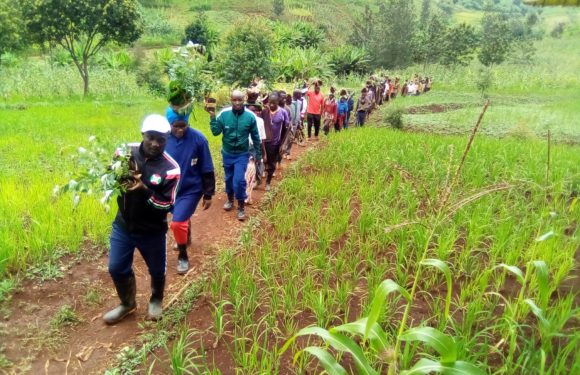 BURUNDI : TRAVAUX DE DEVELOPPEMENT COMMUNAUTAIRE – Planter 6.000 arbres à SAGARA, commune MUTUMBA / KARUSI