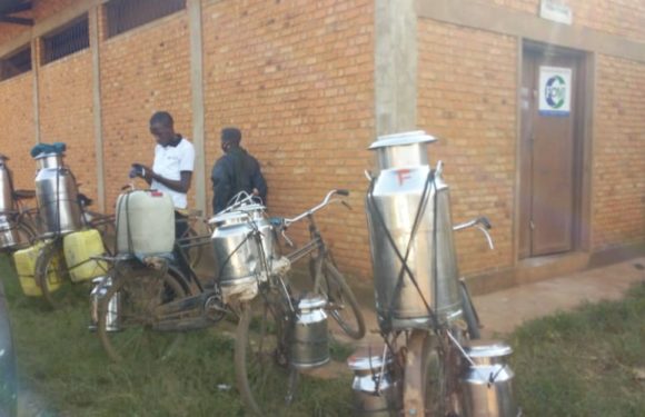 BURUNDI : TEZIMBERUBWOROZI produit entre 1000 l et 1500 l de lait par jour à MUHANGA / KAYANZA