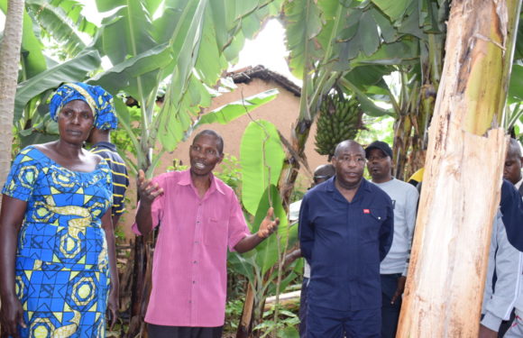 BURUNDI : Le Chef d’état visite un AGRI-ELEVEUR à NYARUNAZI, RUTEGAMA / MURAMVYA