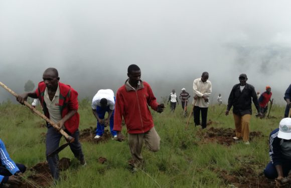 BURUNDI : TRAVAUX DE DÉVELOPPEMENT COMMUNAUTAIRE – Planter des arbres sur des montagnes dénudées de MATANA / BURURI