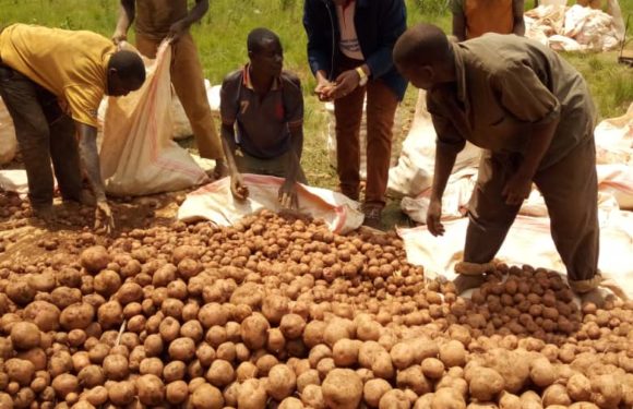 BURUNDI : Récolte de pommes de terre à KAYANZA