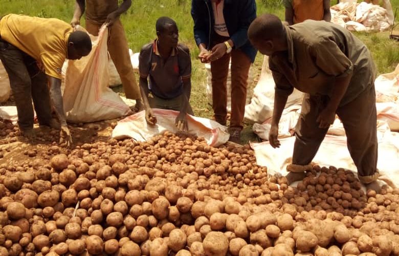 BURUNDI : Récolte de pommes de terre à KAYANZA