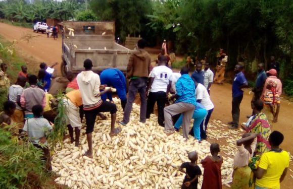 BURUNDI : TRAVAUX DE DEVELOPPEMENT COMMUNAUTAIRE – Récolte de 3 tonnes de maïs dans un champ de la commune KIRUNDO