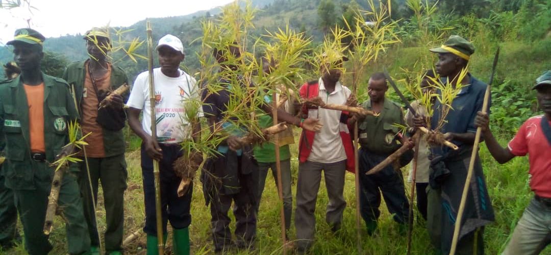 BURUNDI : TRAVAUX DE DEVELOPPEMENT COMMUNAUTAIRE – Planter des bambous aux bords de la rivière MPANDA à MUSIGATI / BUBANZA