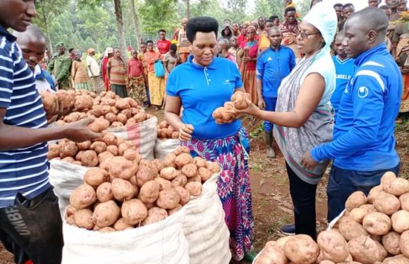 BURUNDI : Récolte de pommes de terre en commune GASHIKANWA à NGOZI