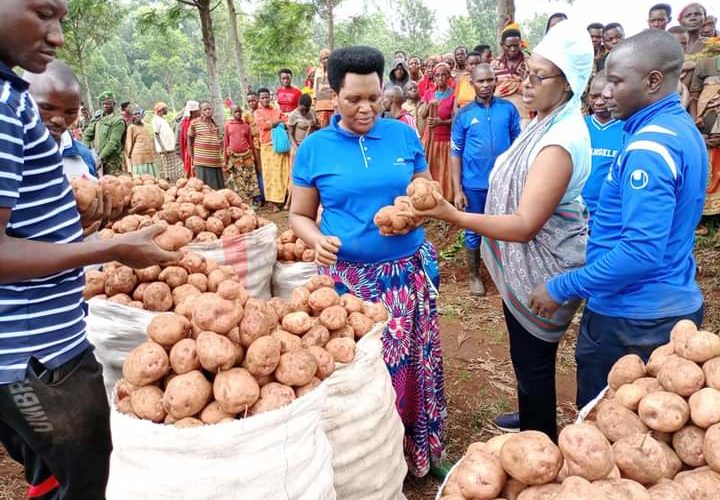 BURUNDI : Récolte de pommes de terre en commune GASHIKANWA à NGOZI
