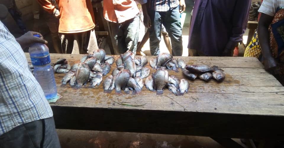 BURUNDI : Etre poissonnier au Marché de BUBANZA