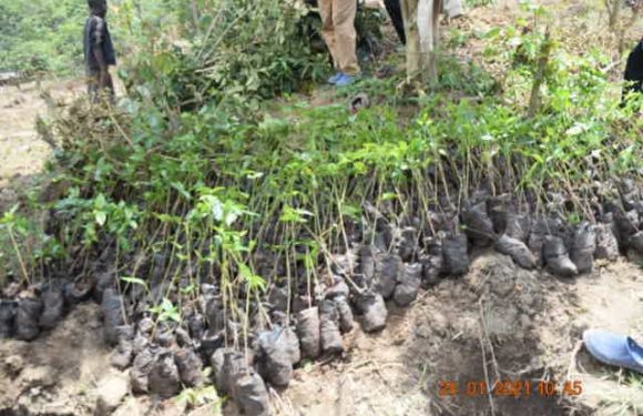 BURUNDI : ODECA – Planter 22.500 boutures de caféiers sur 11 ha à MUBAVU / RUYIGI