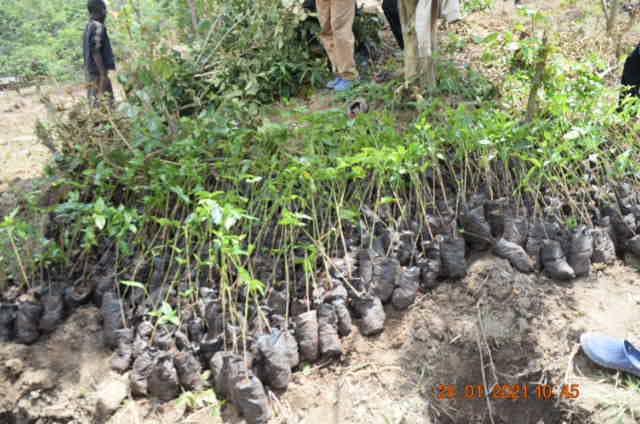 BURUNDI : ODECA – Planter 22.500 boutures de caféiers sur 11 ha à MUBAVU / RUYIGI